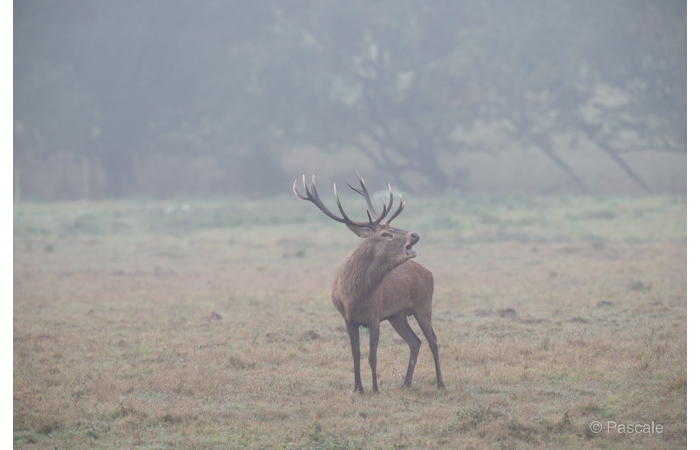 44-PLM_1569 44-PLM_1569