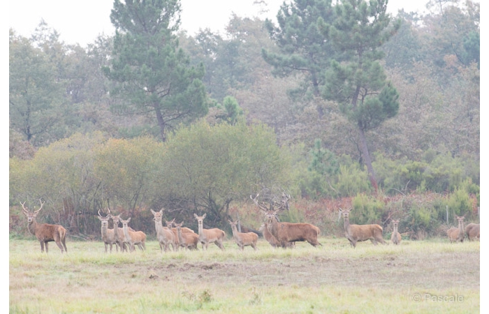 45-PLM_1720 45-PLM_1720