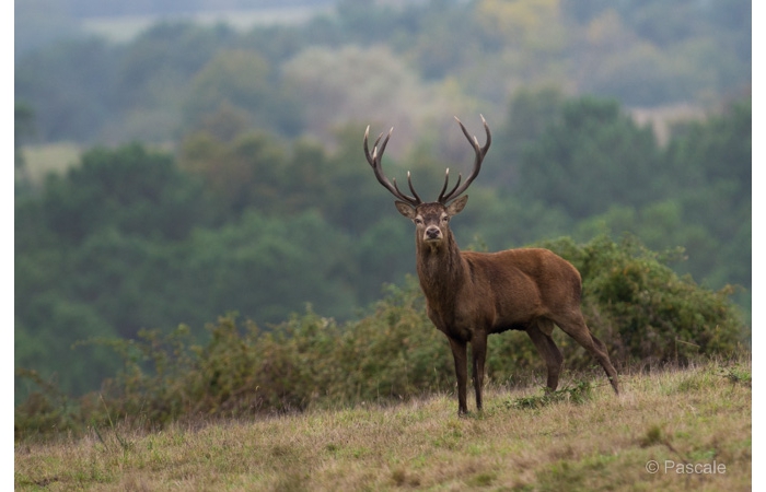 46-PLM_1893 46-PLM_1893