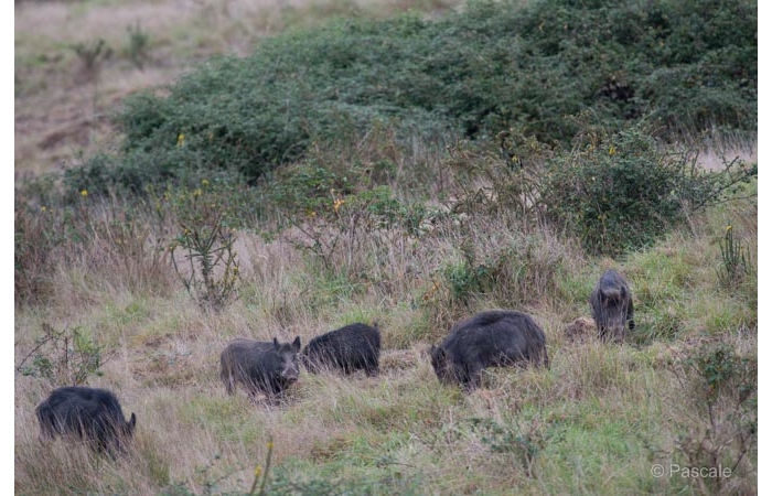 48-PLM_1813 48-PLM_1813