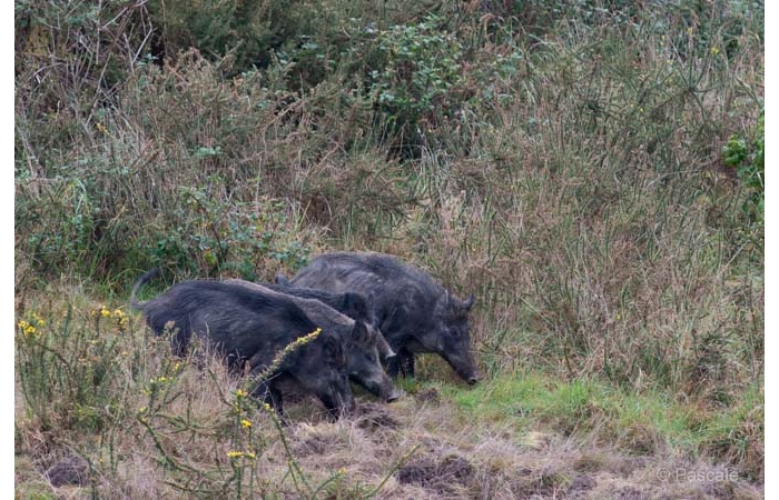 49-PLM_1830 49-PLM_1830