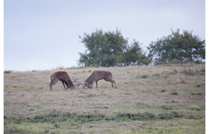 50-_C2A1234 50-_C2A1234