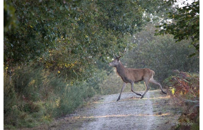 52-_C2A1302 52-_C2A1302