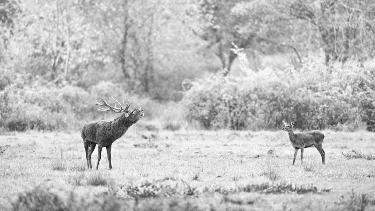 Brame et une biche pendant le brame du cerf en Charente-Maritime. Brame et une biche pendant le brame du cerf en Charente-Maritime.