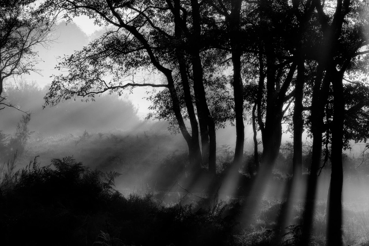 Jeux de lumières matinale dans un sous-bois en Charente-Maritime