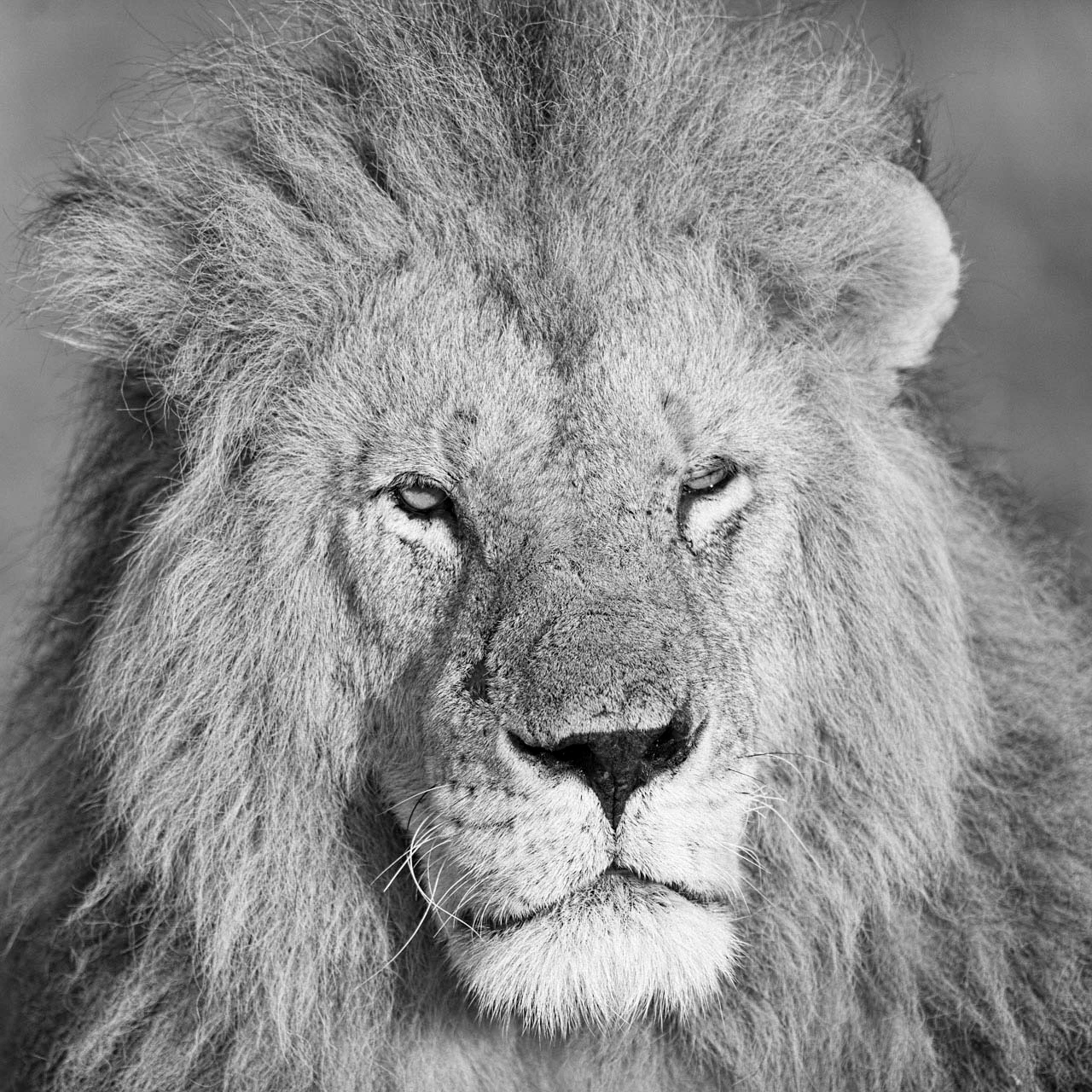 Portrait of a lion in black and white in Maasai Mara national park in Kenya.