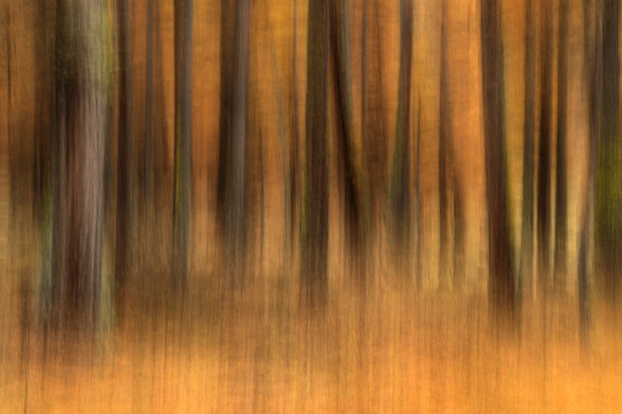 Mélèzes dans la vallée de la Clarée photographiés de manière floue en ICM
