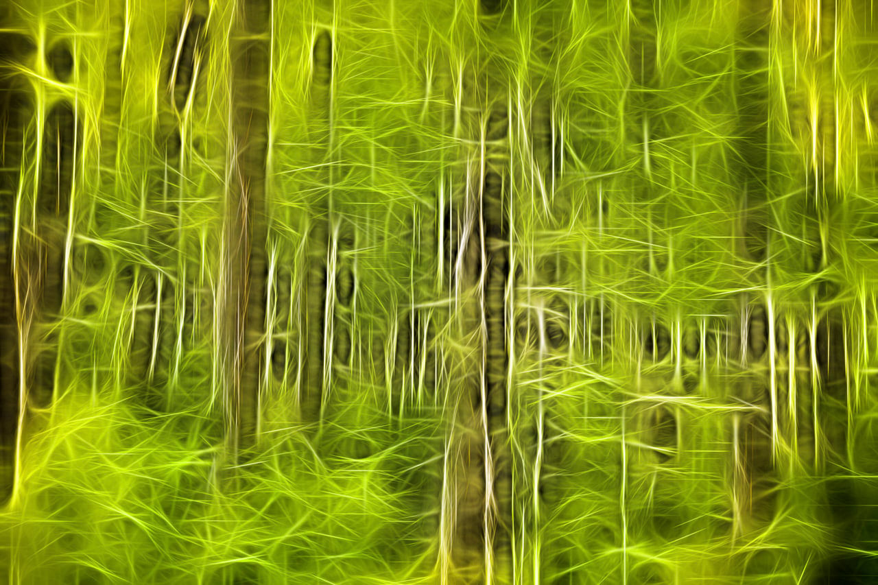 Paysage d'un sous-bois dans le style Fusion