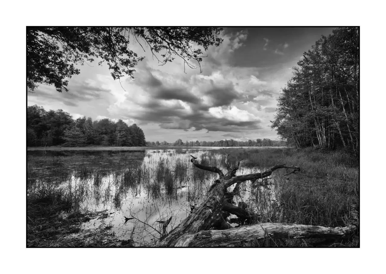 The Breathe of Forgotten Ponds XI - Black and White Landscape of the Dombes, France nuances-de-noirs-et-de-blancs/088-le-souffle-des-etangs-oublies-de-la-dombes/en/11-landscape-pond-dombes-2194-32B