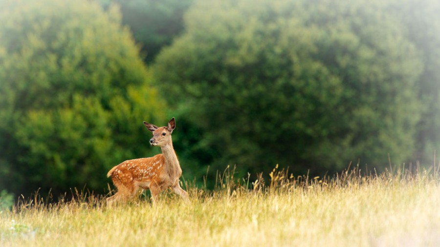 red deer fawn in open prairie grasslands of Charente-Maritime, France red deer fawn in open prairie grasslands of Charente-Maritime, France