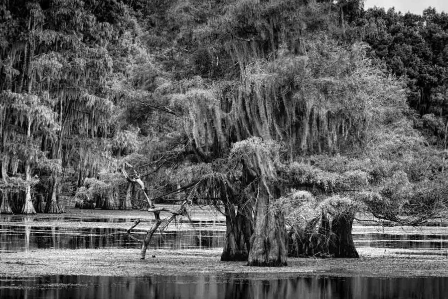 Caddo Lake in Texas in United States in black and white Caddo Lake in Texas in United States in black and white