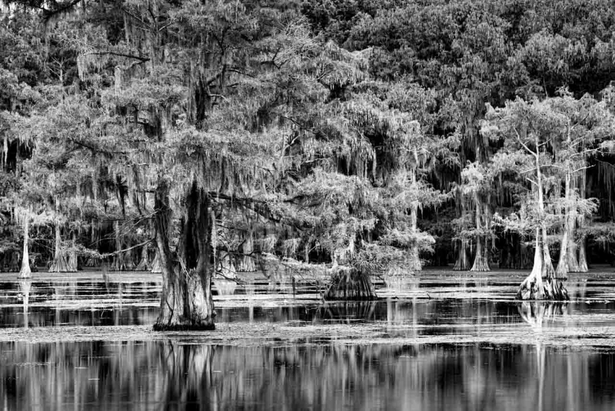 Caddo Lake in Texas in United States in black and white Caddo Lake in Texas in United States in black and white