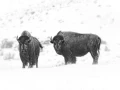 Bisons in the snow in Yellowstone in Winter. Bisons in the snow in Yellowstone in Winter.