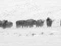 Bisons in the snow in Yellowstone in Winter. Bisons in the snow in Yellowstone in Winter.