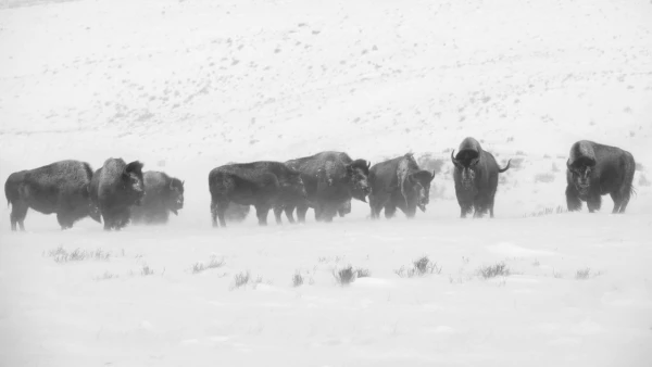 Bisons in the snow in Yellowstone in Winter. Bisons in the snow in Yellowstone in Winter.