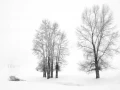 Snowy landscape of yellowstone in winter. Snowy landscape of yellowstone in winter.
