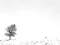 Snowy landscape of yellowstone in winter. Snowy landscape of yellowstone in winter.
