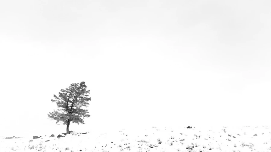 Snowy landscape of yellowstone in winter. Snowy landscape of yellowstone in winter.