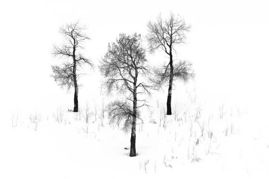 Snowy landscape of yellowstone in winter. Snowy landscape of yellowstone in winter.