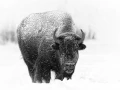Bison in the snow in Yellowstone in Winter. Bison in the snow in Yellowstone in Winter.