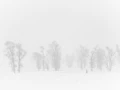Snowy landscape of yellowstone in winter. Snowy landscape of yellowstone in winter.