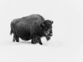 Bison in the snow in Yellowstone in Winter. Bison in the snow in Yellowstone in Winter.