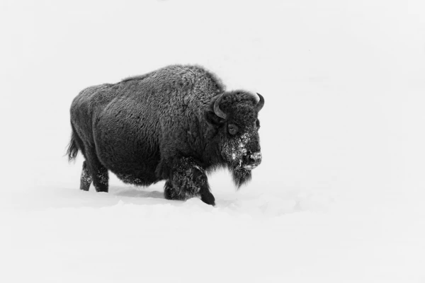 Bison in the snow in Yellowstone in Winter. Bison in the snow in Yellowstone in Winter.