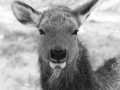 Wapiti doe in the snow in Yellowstone in Winter. Wapiti doe in the snow in Yellowstone in Winter.