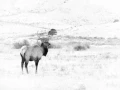 Wapiti stag in the snow in Yellowstone in Winter. Wapiti stag in the snow in Yellowstone in Winter.