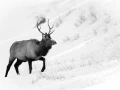 Wapiti stag in the snow in Yellowstone in Winter. Wapiti stag in the snow in Yellowstone in Winter.