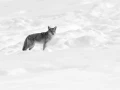 Coyote in the snow in Yellowstone in Winter. Coyote in the snow in Yellowstone in Winter.