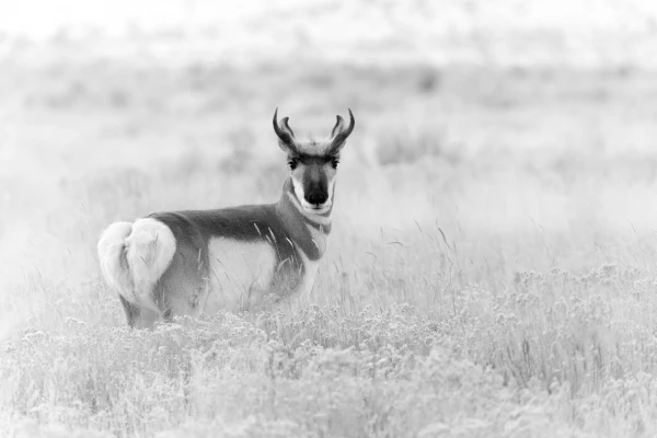 Pronghorn in the snow in Yellowstone in Winter. Pronghorn in the snow in Yellowstone in Winter.