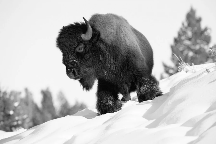 Wildlife photograph in black and white in high key. Wildlife photograph in black and white in high key.