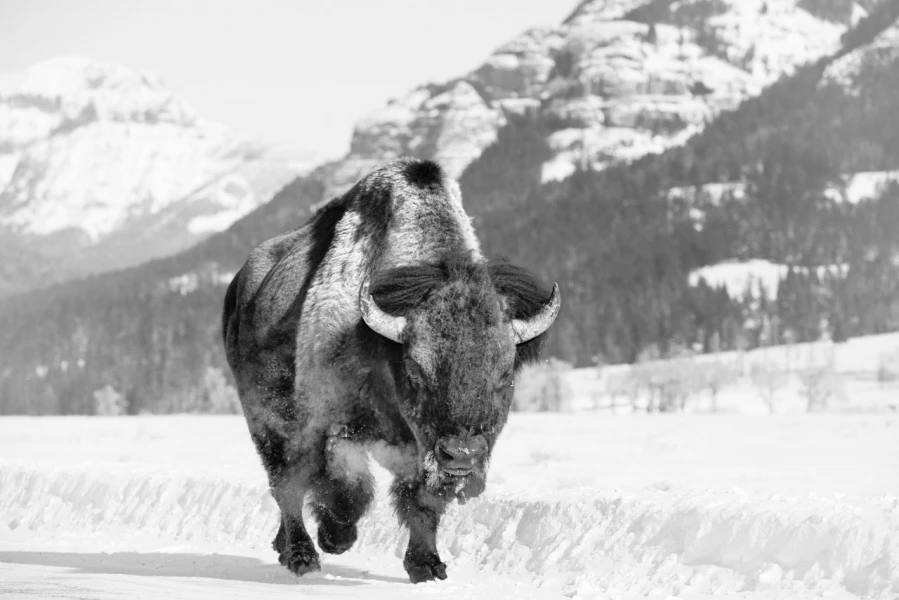 Wildlife photograph in black and white in high key. Wildlife photograph in black and white in high key.