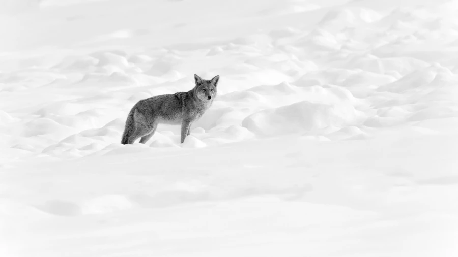 Wildlife photograph in black and white in high key. Wildlife photograph in black and white in high key.