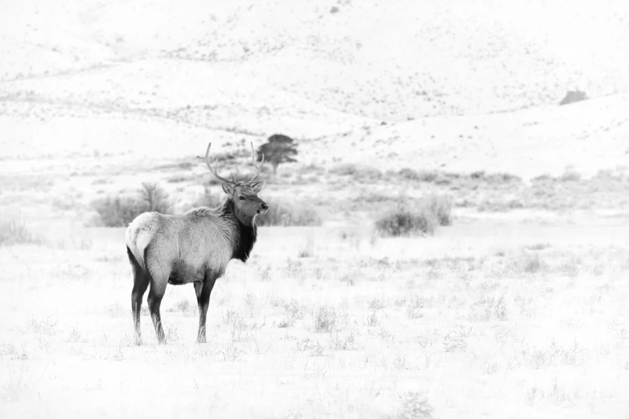 Wildlife photograph in black and white in high key. Wildlife photograph in black and white in high key.