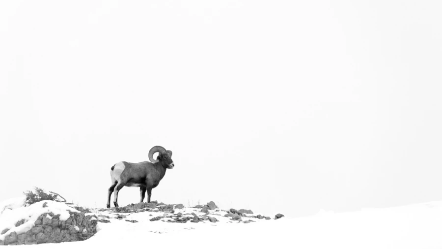 Wildlife photograph in black and white in high key. Wildlife photograph in black and white in high key.