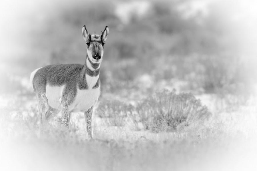 Wildlife photograph in black and white in high key. Wildlife photograph in black and white in high key.