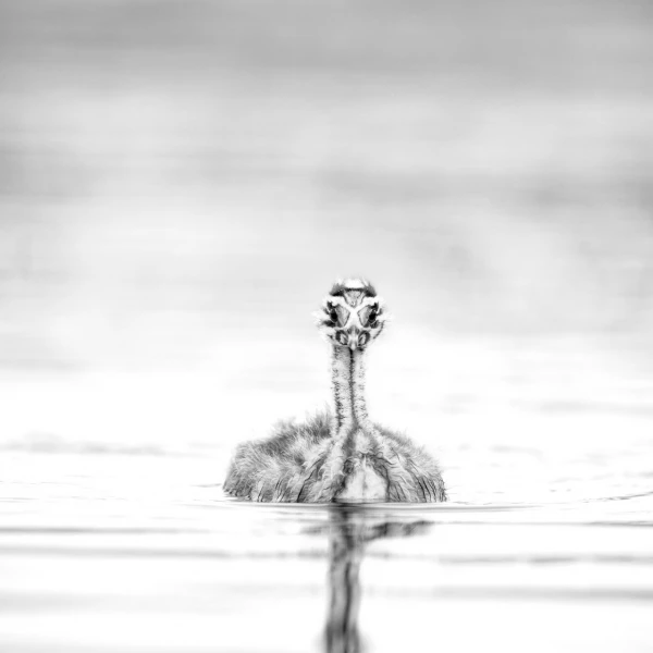 Wildlife photograph in black and white in high key. Wildlife photograph in black and white in high key.