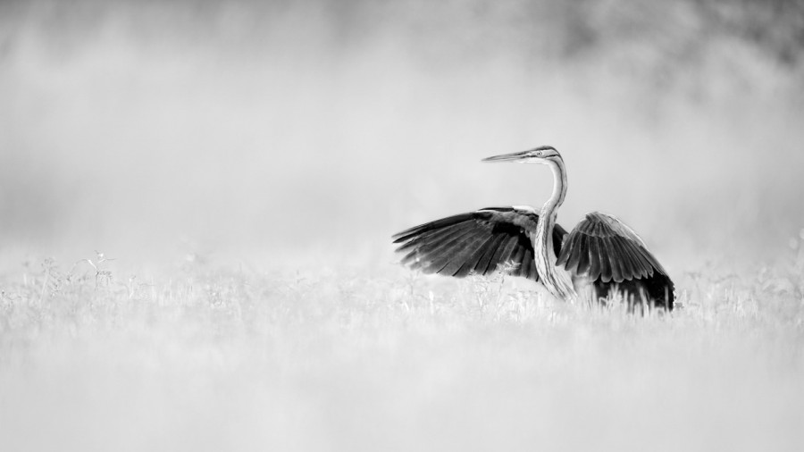 Wildlife photograph in black and white in high key. Wildlife photograph in black and white in high key.