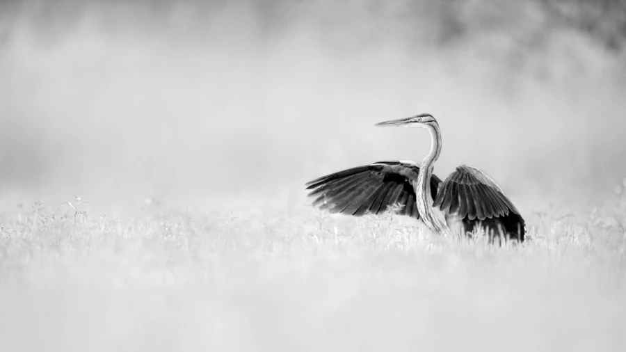 Wildlife photograph in black and white in high key. Wildlife photograph in black and white in high key.