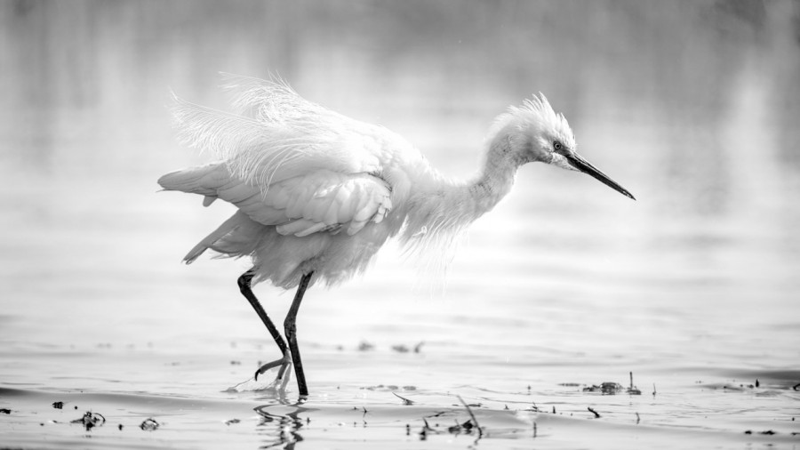 Wildlife photograph in black and white in high key. Wildlife photograph in black and white in high key.