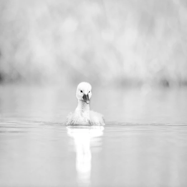 Wildlife photograph in black and white in high key. Wildlife photograph in black and white in high key.