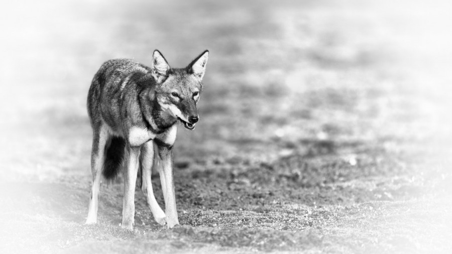 Wildlife photograph in black and white in high key. Wildlife photograph in black and white in high key.