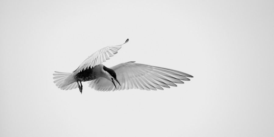 Wildlife photograph in black and white in high key. Wildlife photograph in black and white in high key.