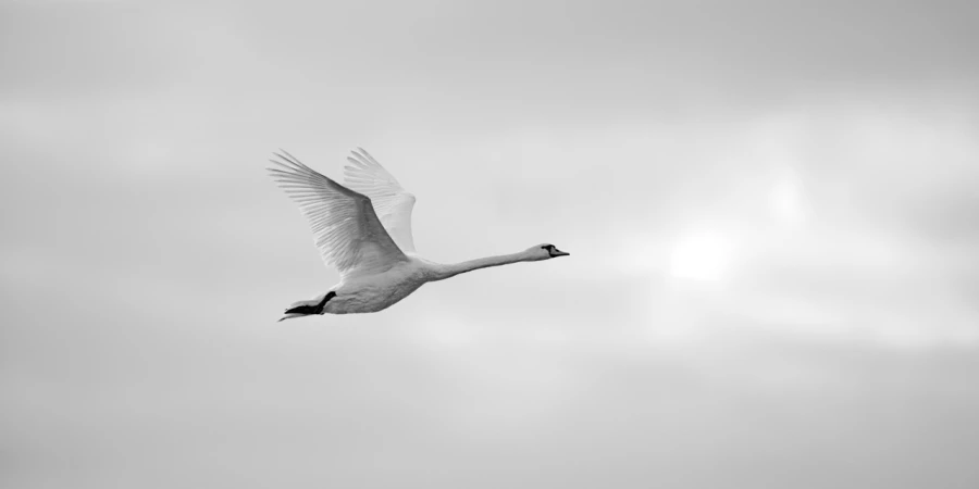 Wildlife photograph in black and white in high key. Wildlife photograph in black and white in high key.