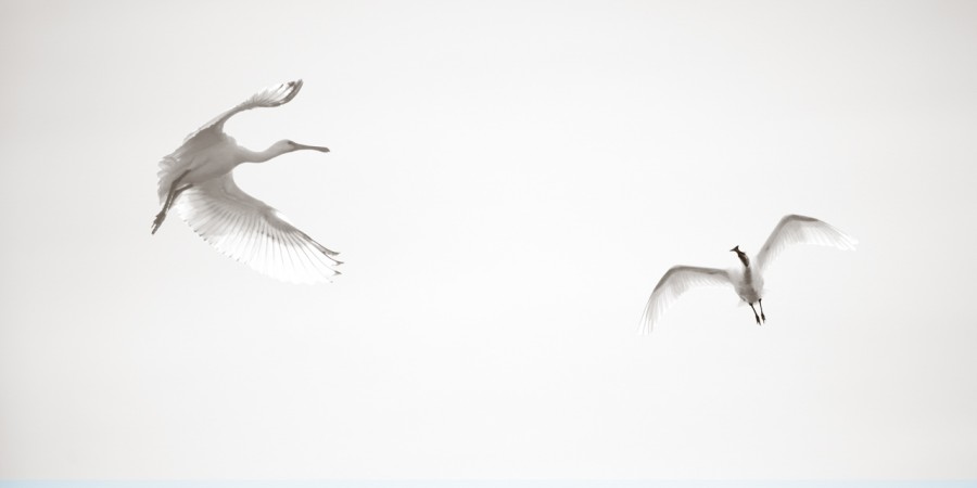 Wildlife photograph in black and white in high key. Wildlife photograph in black and white in high key.
