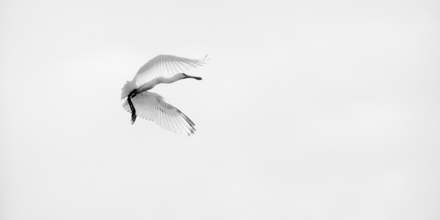 Wildlife photograph in black and white in high key. Wildlife photograph in black and white in high key.