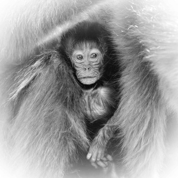 Wildlife photograph in black and white in high key. Wildlife photograph in black and white in high key.