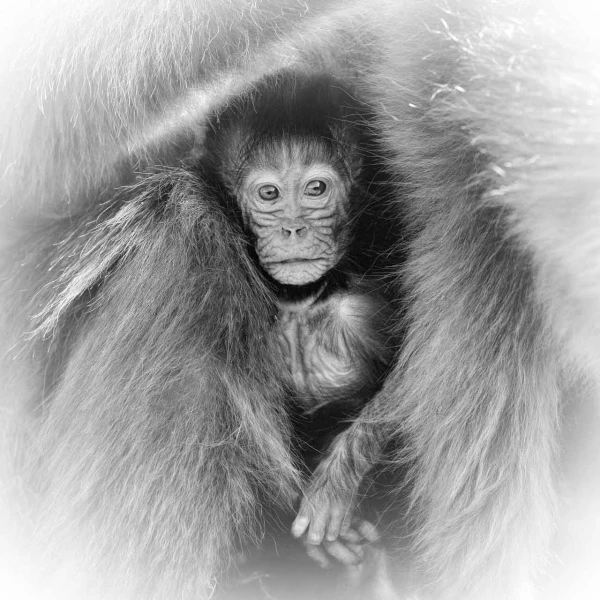 Wildlife photograph in black and white in high key. Wildlife photograph in black and white in high key.